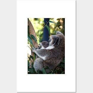 Baby Koala - Give Us A Kiss Mum Posters and Art